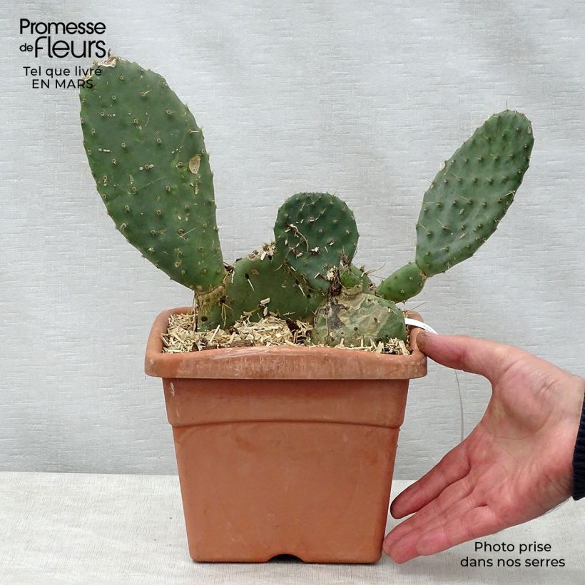 Opuntia engelmannii var. indheimeri - Prickly Pear 4L/5L pot sample as delivered in spring