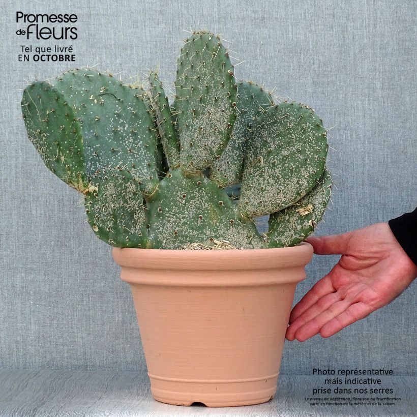 Opuntia engelmannii var. indheimeri - Prickly Pear 4L/5L pot sample as delivered in autumn