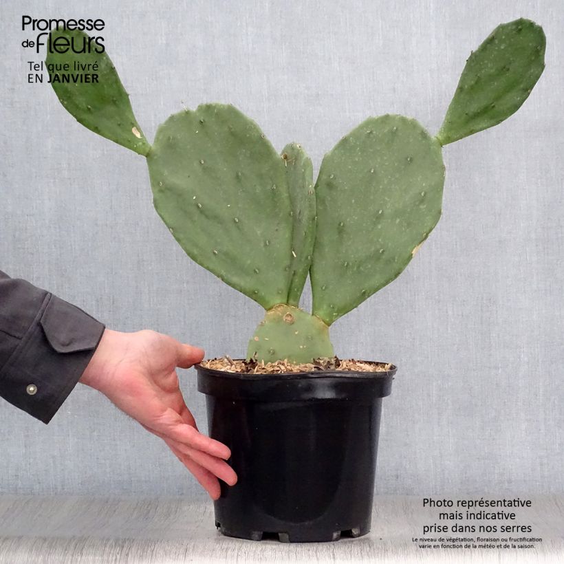 Opuntia engelmannii var. rastrera - Prickly Pear 4L/5L pot sample as delivered in winter