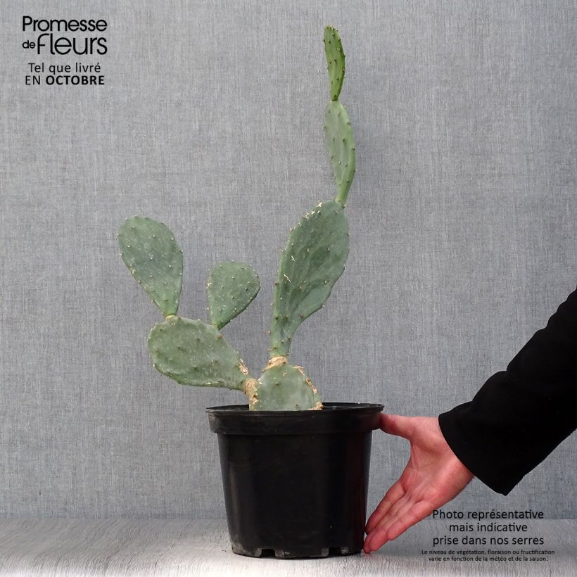 Opuntia engelmannii var. rastrera - Prickly Pear 4L/5L pot sample as delivered in autumn