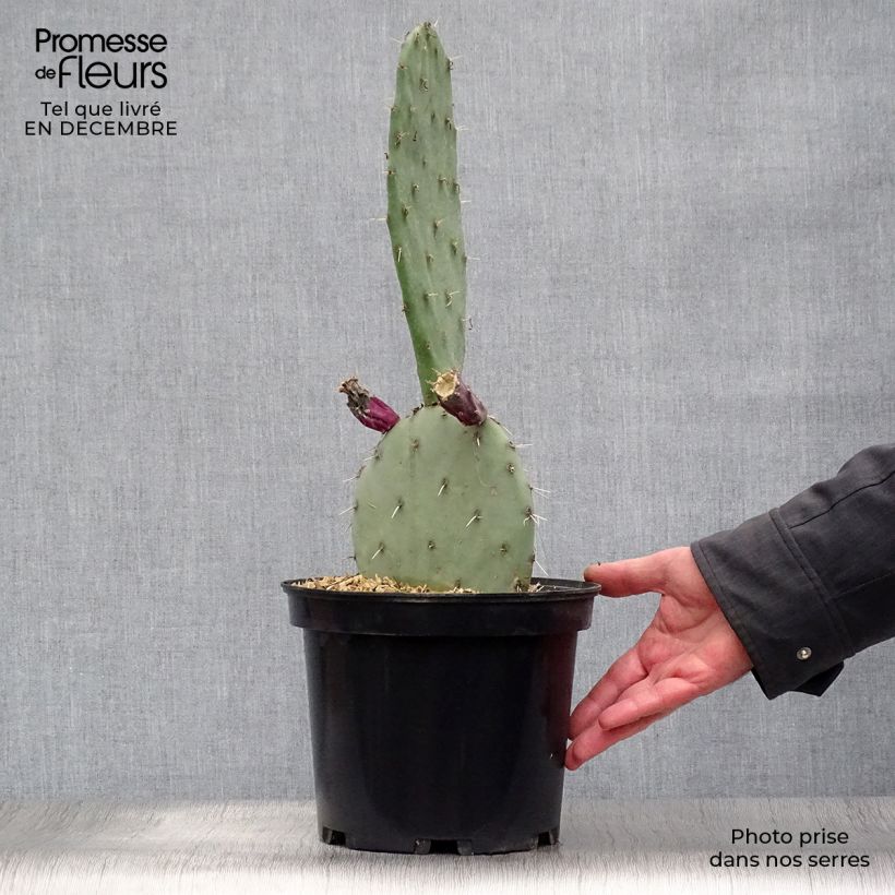 Opuntia gregoriana - Prickly Pear 4L/5L pot sample as delivered in winter