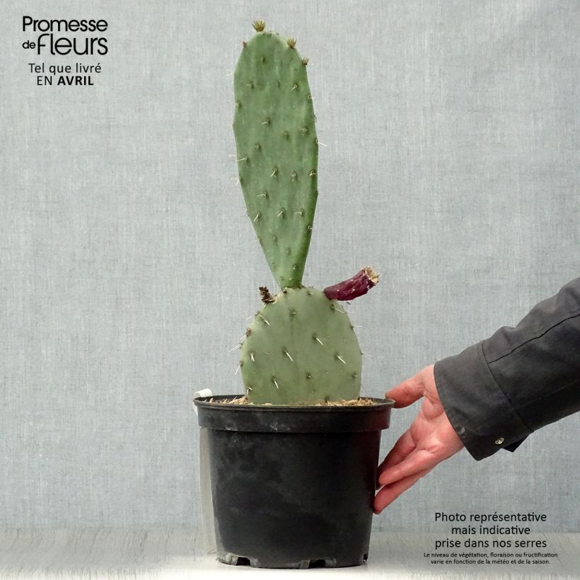Opuntia gregoriana - Prickly Pear 4L/5L pot sample as delivered in spring