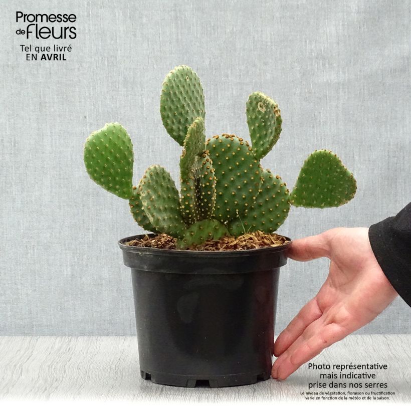Opuntia lubrica - Prickly Pear 3L/4L pot sample as delivered in spring