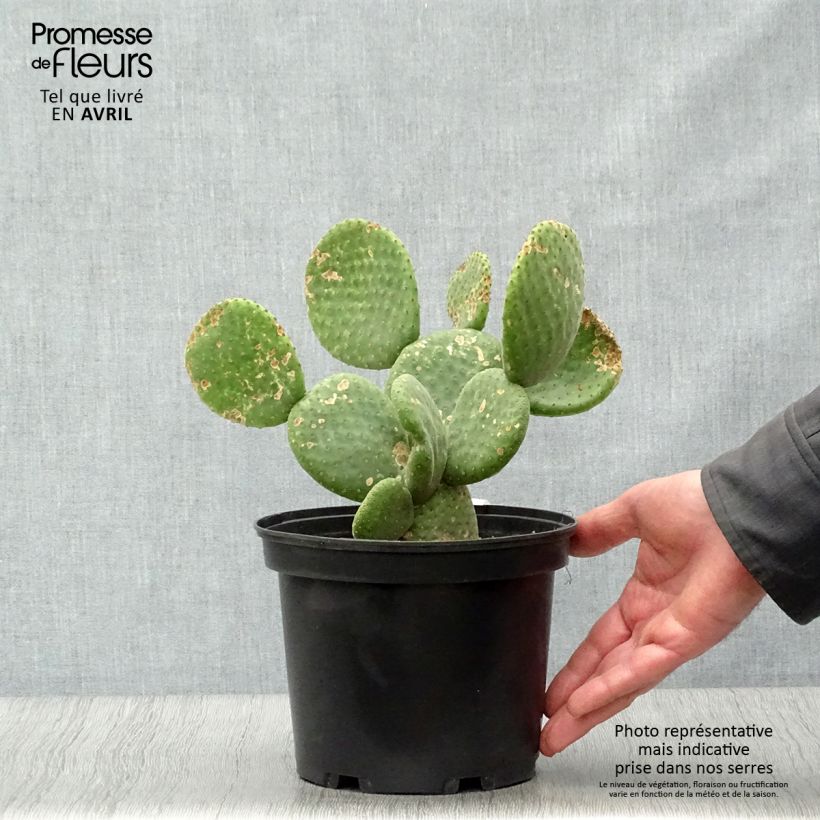 Opuntia microdasys Caress - Prickly Pear 3L/4L pot sample as delivered in spring