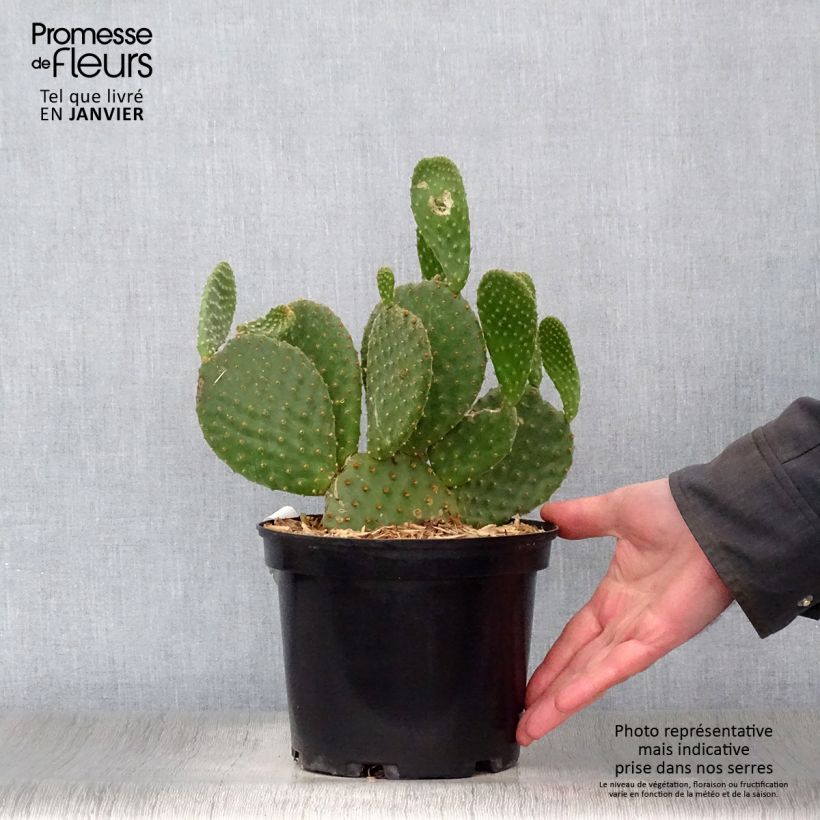 Opuntia microdasys - Prickly Pear 2L/3L pot sample as delivered in winter