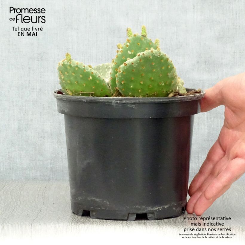 Opuntia microdasys - Prickly Pear 2L/3L pot sample as delivered in spring