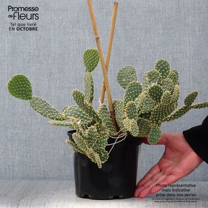 Opuntia microdasys - Prickly Pear 2L/3L pot sample as delivered in autumn