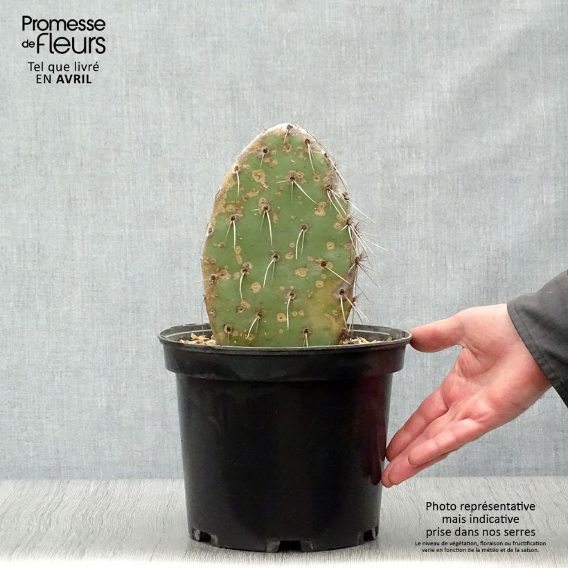 Opuntia sanguinicola - Prickly Pear 4L/5L pot sample as delivered in spring
