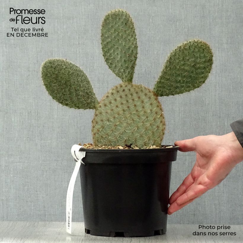 Opuntia scheeri - Prickly Pear 4L/5L pot sample as delivered in winter