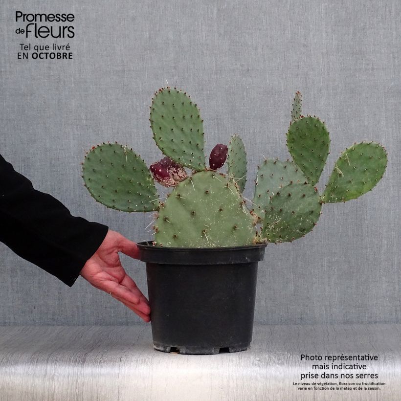 Opuntia semispinosa - Prickly Pear 4L/5L pot sample as delivered in autumn