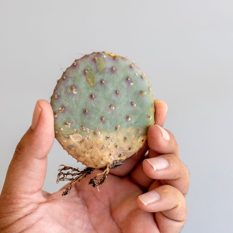 Opuntia santa-rita - Purple prickly pear (Foliage)