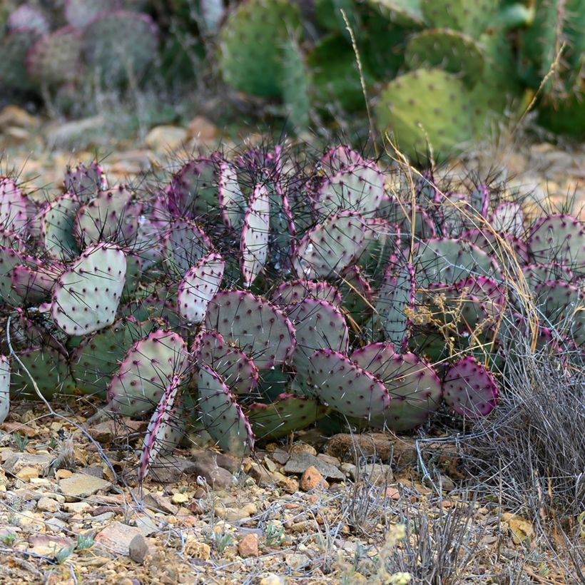 Opuntia santa-rita - Purple prickly pear (Plant habit)