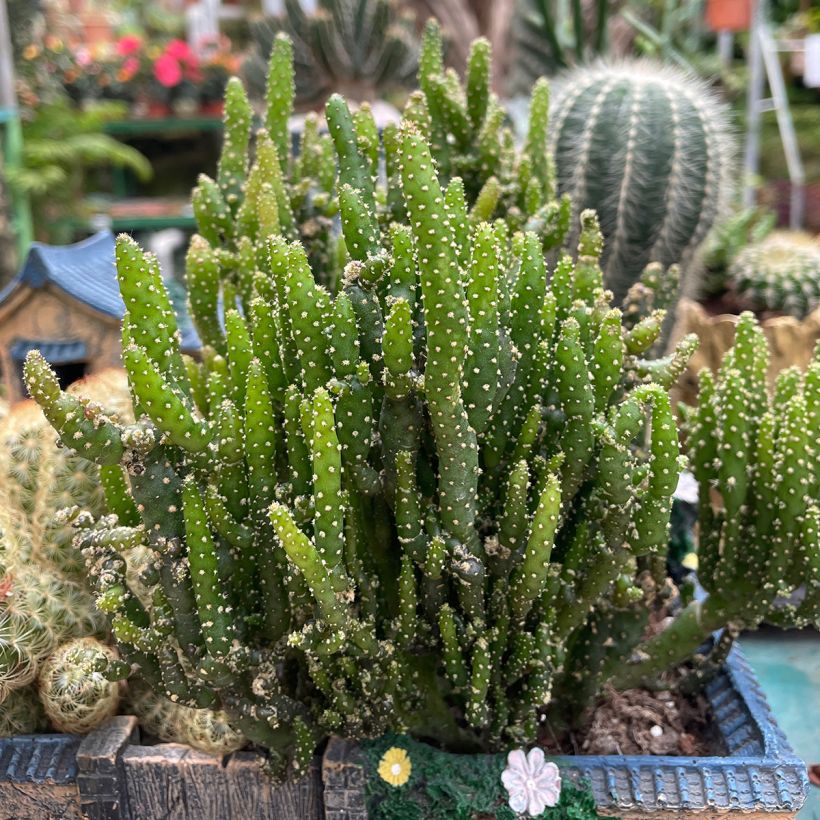 Opuntia monacantha - Prickly pear cactus (Plant habit)