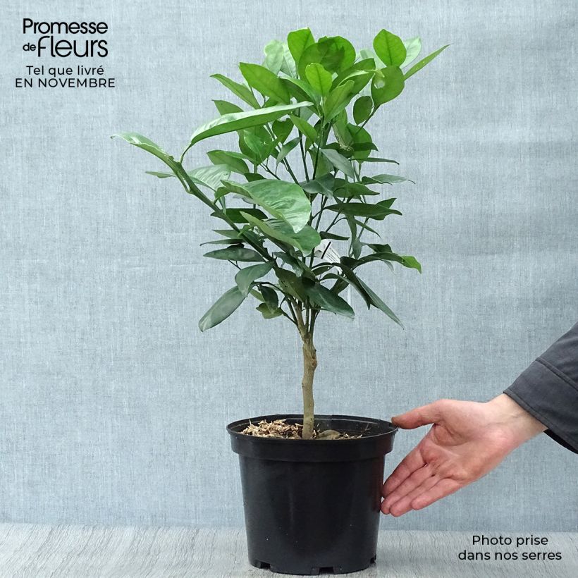 Citrus sinensis 'Washington Navel' 4L/5L pot, Quarter standard sample as delivered in autumn