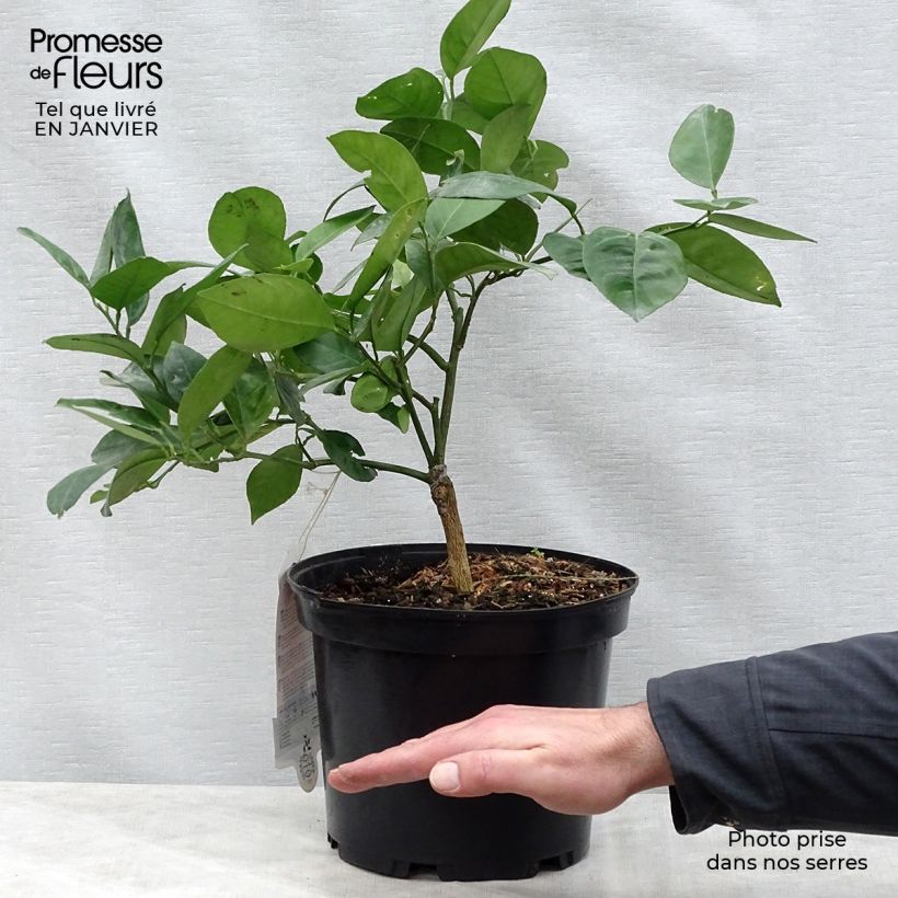 Citrus sinensis 'Washington Navel' 4L/5L pot, Quarter standard sample as delivered in winter