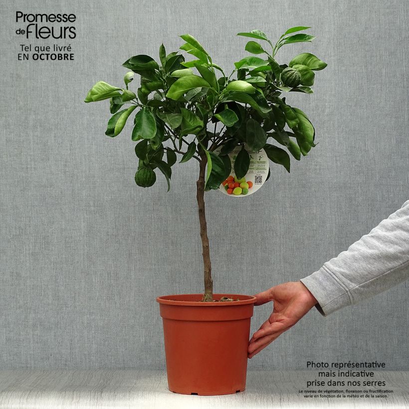 Citrus Corrugata - Bitter Orange 4L/5L pot, Quarter standard sample as delivered in autumn