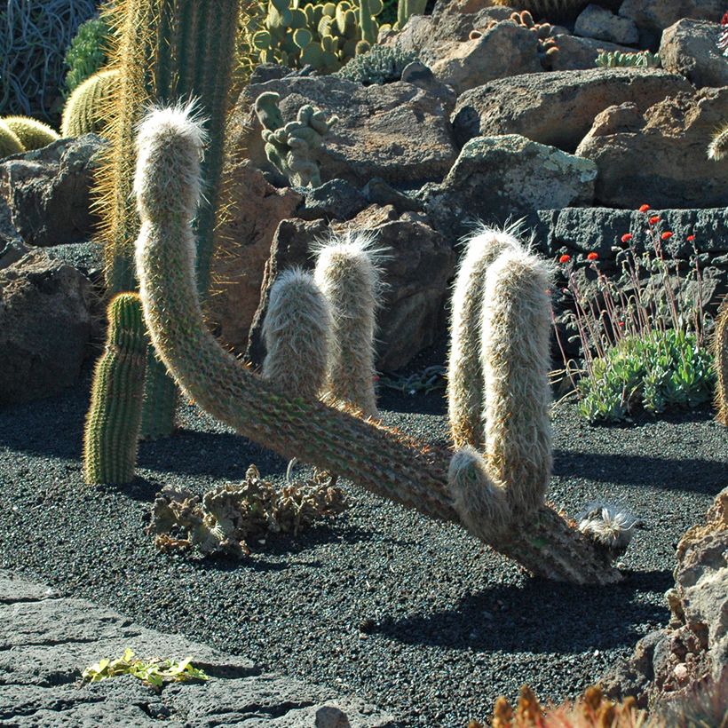 Oreocereus trollii - Old man of the Andes (Plant habit)