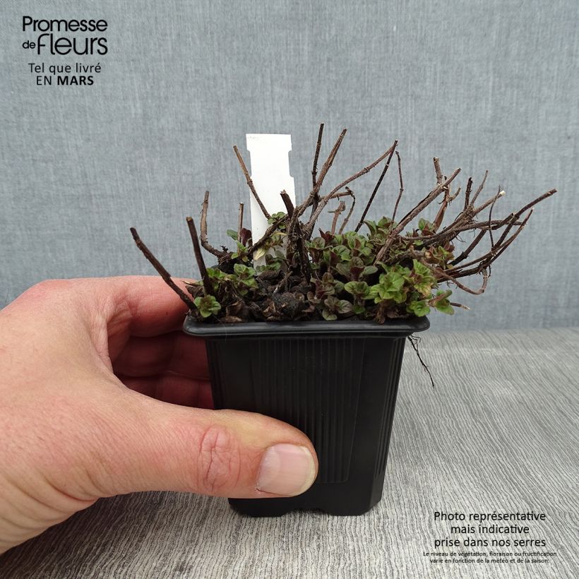 Origanum vulgare Hot and Spicy - Oregano 8/9 cm pot sample as delivered in winter