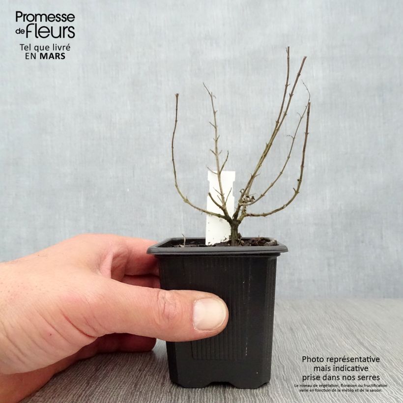 Origanum vulgare Hot and Spicy - Oregano 8/9 cm pot sample as delivered in spring