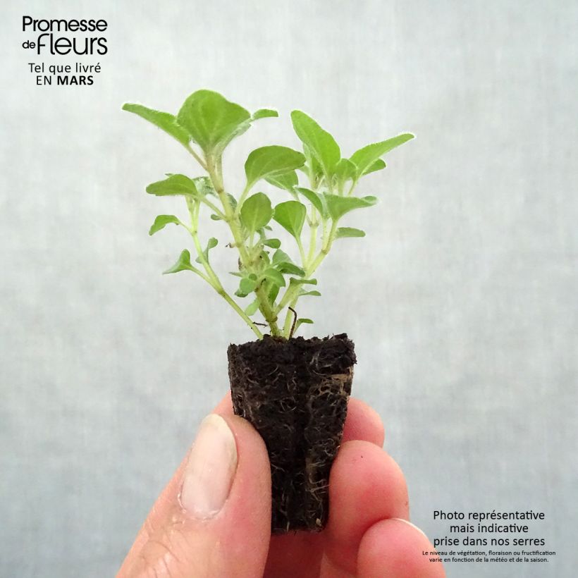 Origanum vulgare Hot and Spicy - Oregano Plug plant 3/4cm sample as delivered in spring