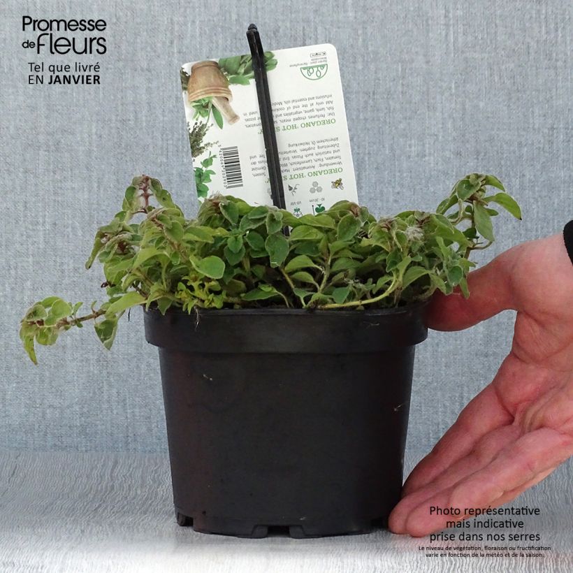 Origanum vulgare Hot and Spicy - Oregano 1.5L/2L pot sample as delivered in winter