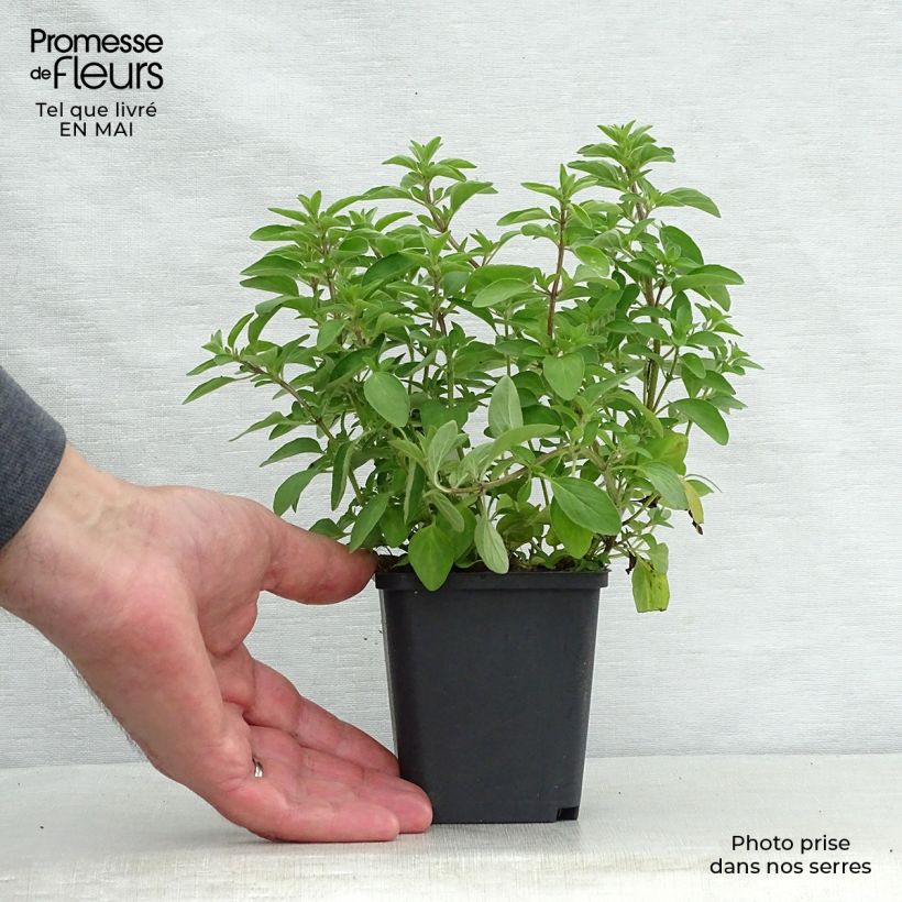 Origanum vulgare Compactum - Oregano 8/9 cm pot sample as delivered in spring