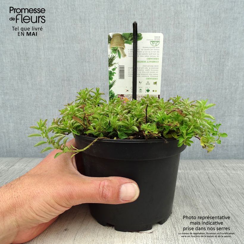 Origanum vulgare Compactum - Oregano 1.5L/2L pot sample as delivered in spring