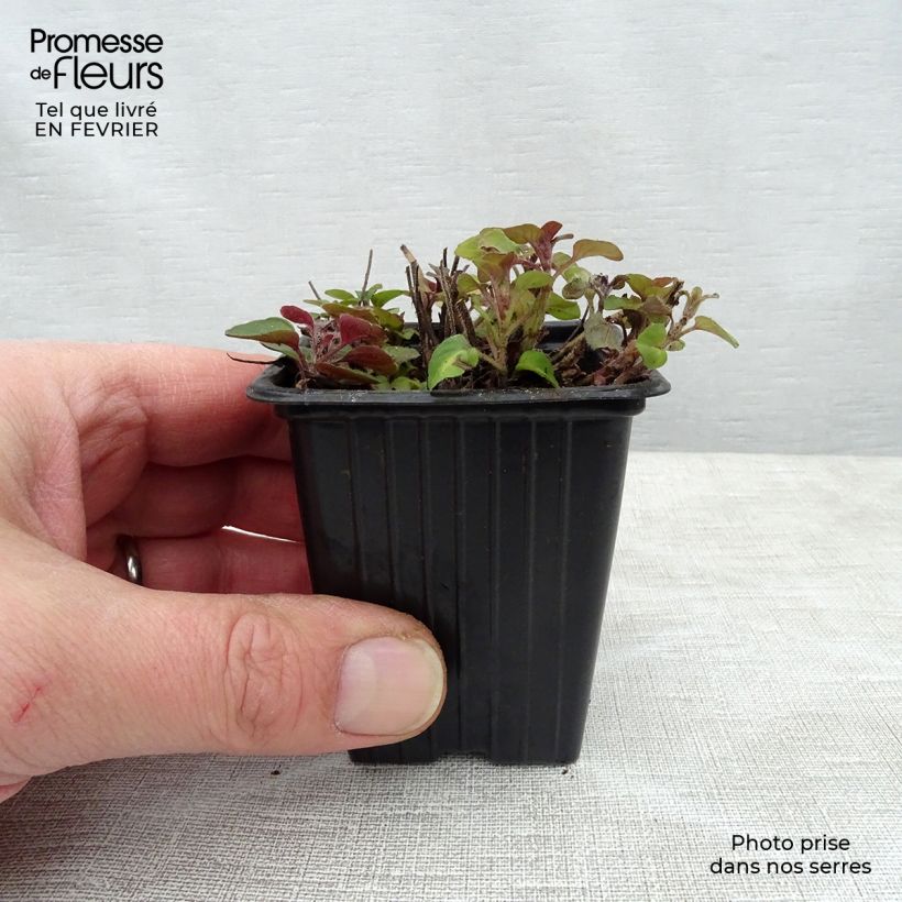 Example of Origanum vulgare - Oregano 8/9 cm pot as you get in hiver