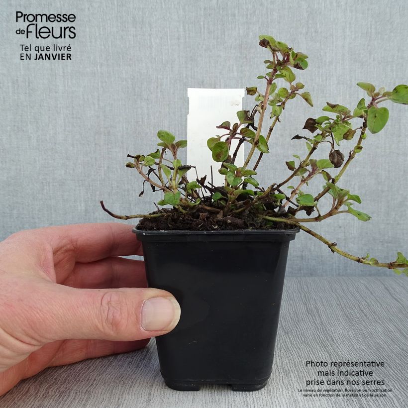 Origanum Norton Gold - Oregano 8/9 cm pot sample as delivered in winter