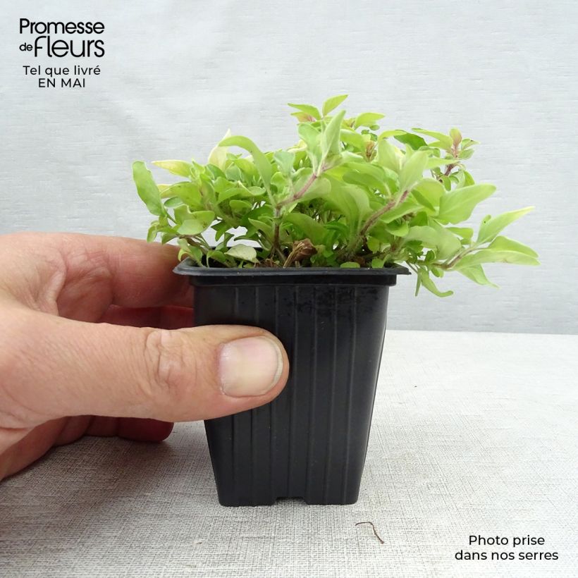 Origanum vulgare Aureum - Oregano 7/8 cm pot sample as delivered in spring