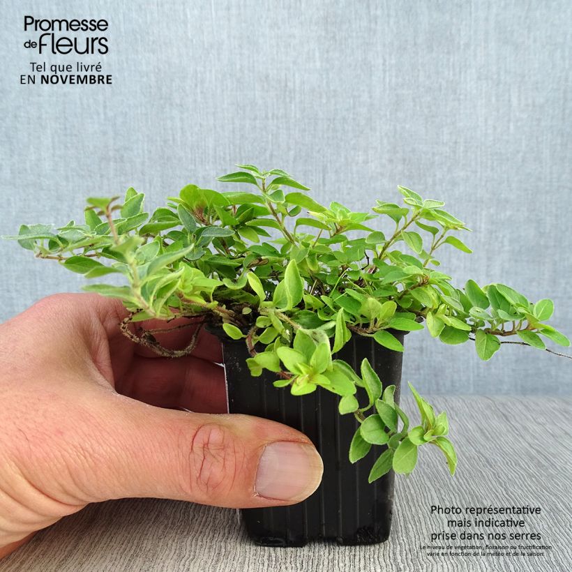 Origanum vulgare Aureum - Oregano 7/8 cm pot sample as delivered in autumn