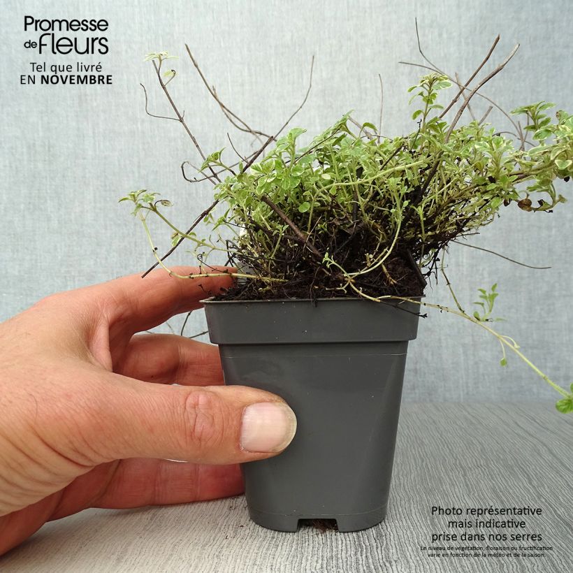 Origanum vulgare Country cream - Oregano 8/9 cm pot sample as delivered in autumn