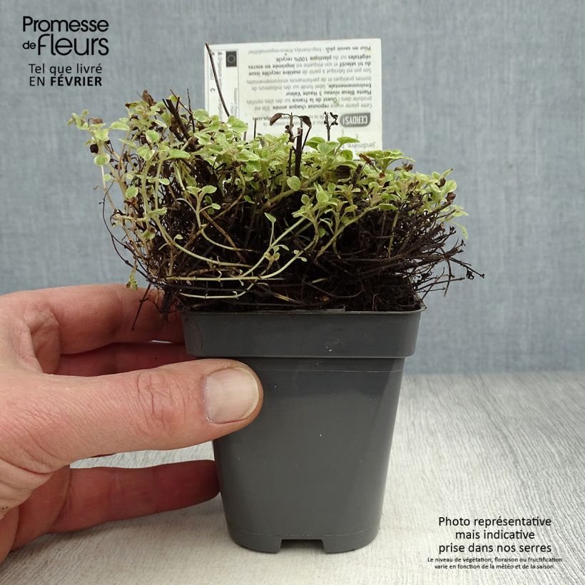 Origanum vulgare Country cream - Oregano 8/9 cm pot sample as delivered in winter