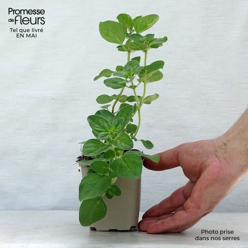 Origanum Rosenkuppel - Oregano 8/9 cm pot sample as delivered in spring