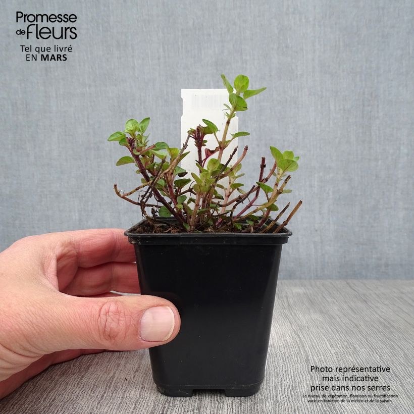 Origanum majorana Pagoda Bells - Sweet Marjoram 8/9 cm pot sample as delivered in spring