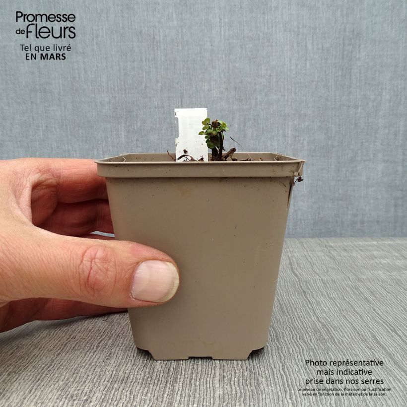 Origanum rotundifolium Kent Beauty - Oregano 8/9 cm pot sample as delivered in spring