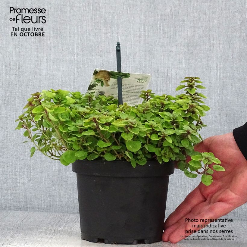 Origanum vulgare Thumbles Variety - Oregano 1.5L/2L pot sample as delivered in autumn
