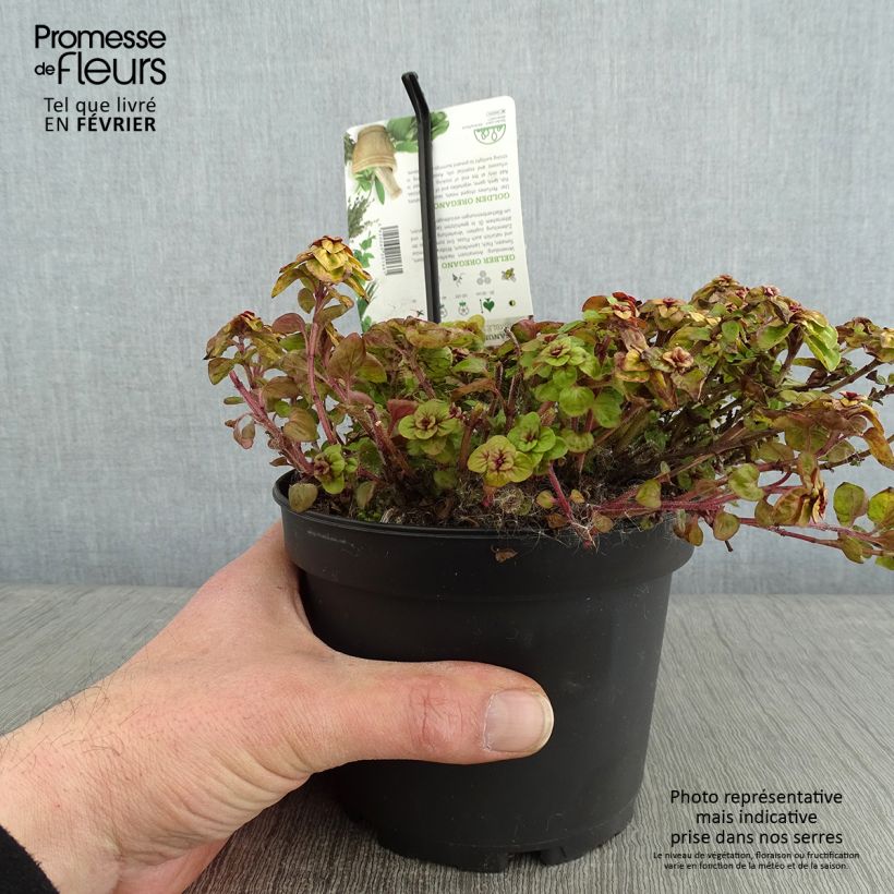 Origanum vulgare Thumbles Variety - Oregano 1.5L/2L pot sample as delivered in winter