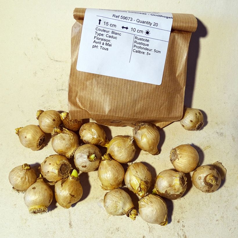 Example of Ornithogalum balansae Bulb size 5+ specimen as delivered