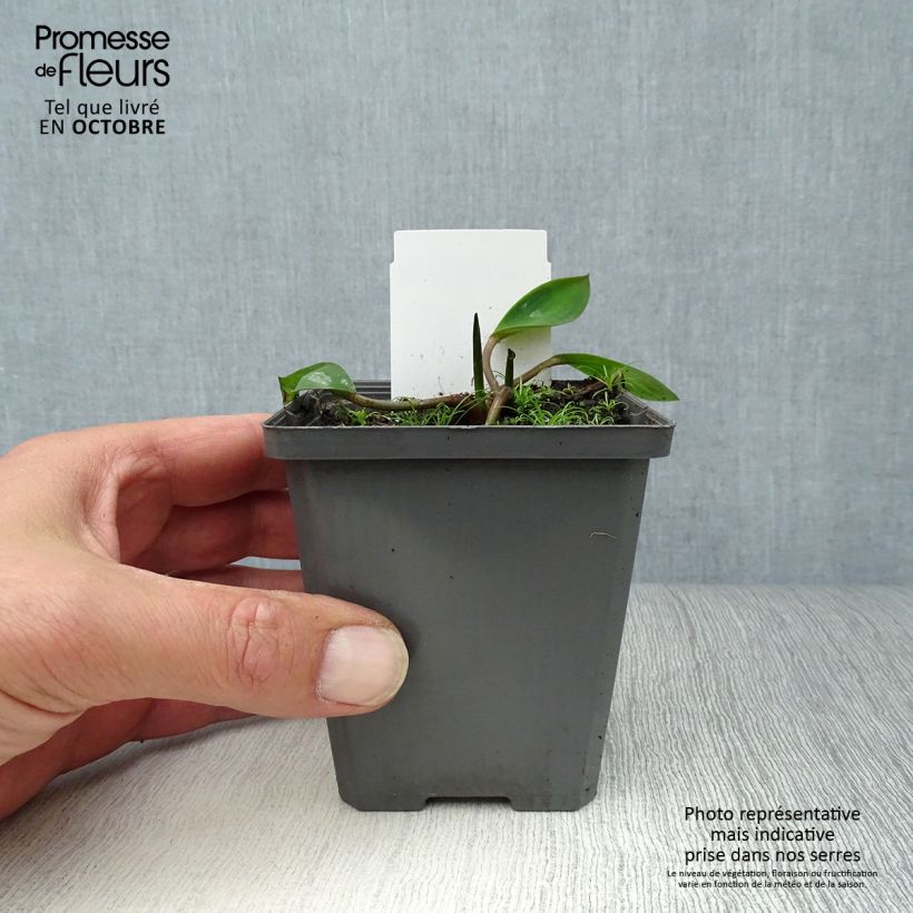 Orontium aquaticum 8/9 cm pot sample as delivered in autumn