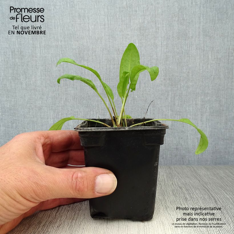 Organic Patience Dock - Rumex patientia 8/9 cm pot sample as delivered in autumn