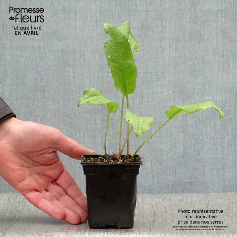Organic Patience Dock - Rumex patientia 8/9 cm pot sample as delivered in spring
