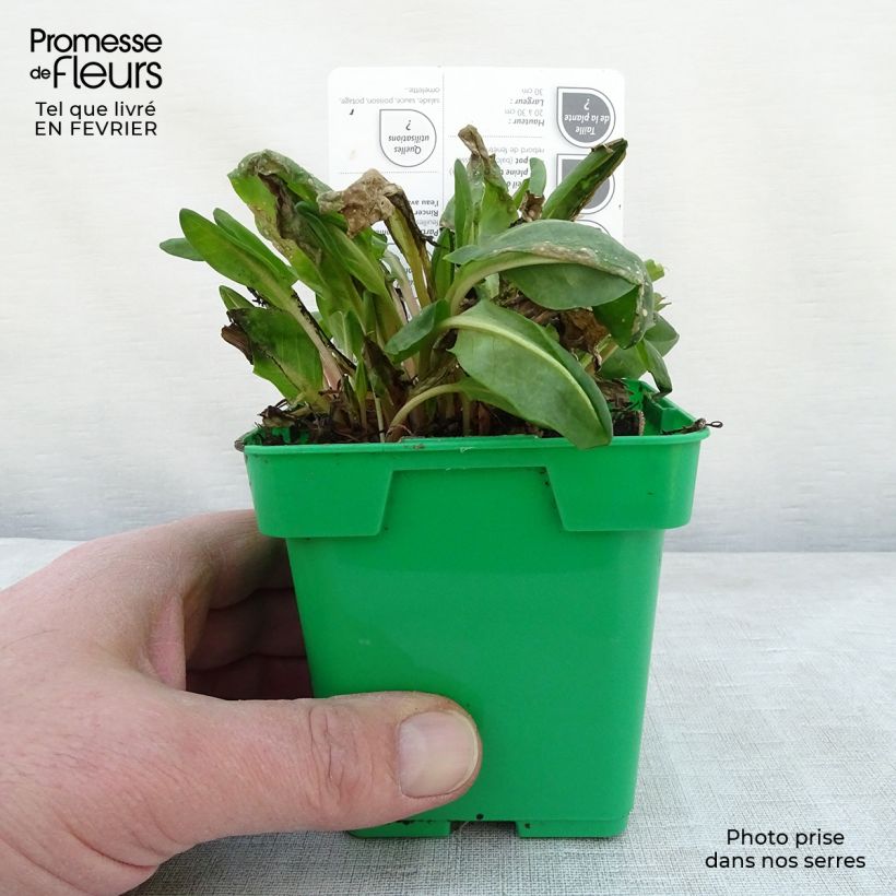 French Sorrel - Rumex scutatus 10cm/11cm pot sample as delivered in winter