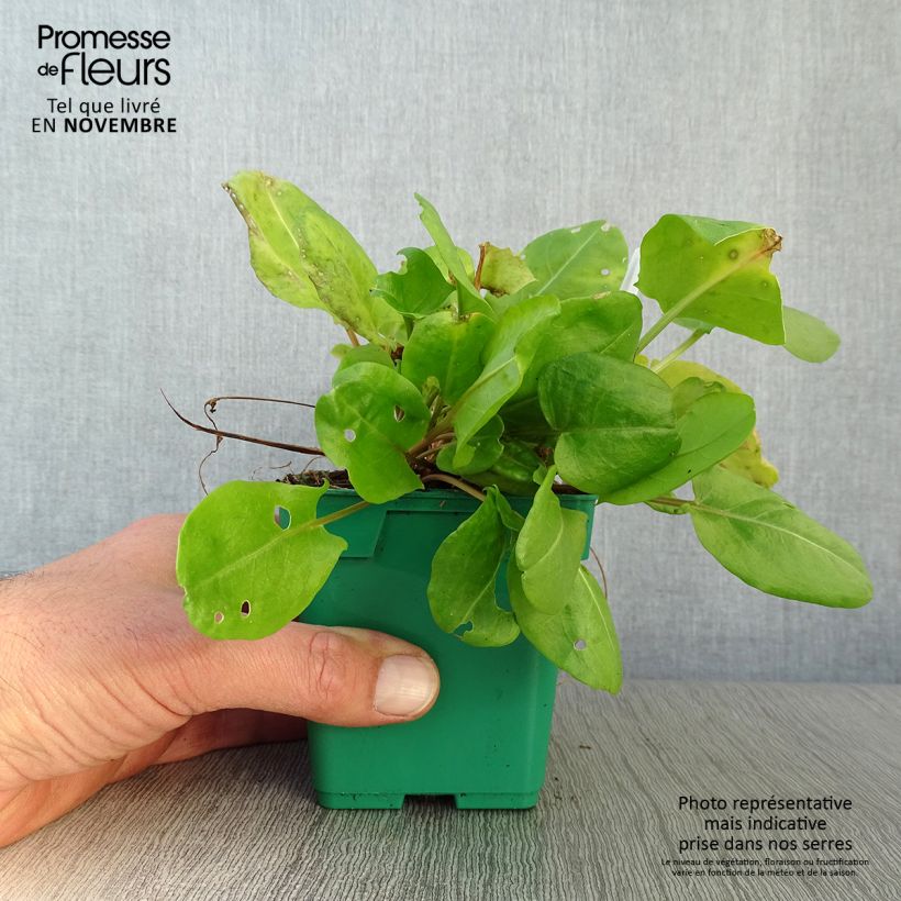 French Sorrel - Rumex scutatus 10cm/11cm pot sample as delivered in autumn