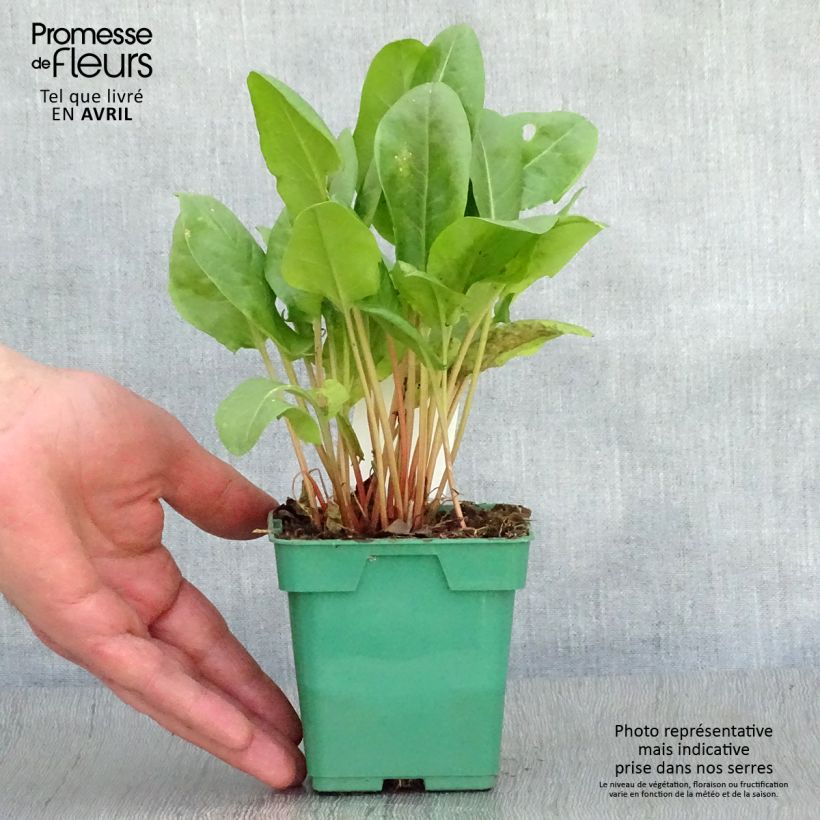 French Sorrel - Rumex scutatus 10cm/11cm pot sample as delivered in spring