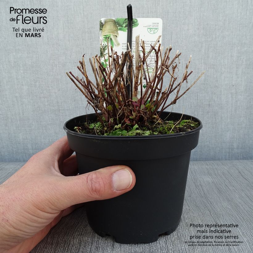 French Sorrel - Rumex scutatus 1.5L/2L pot sample as delivered in winter