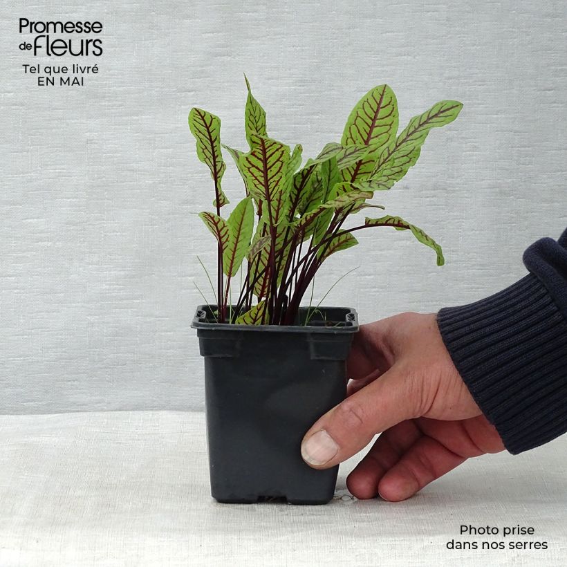 Rumex sanguineus 8/9 cm pot sample as delivered in spring