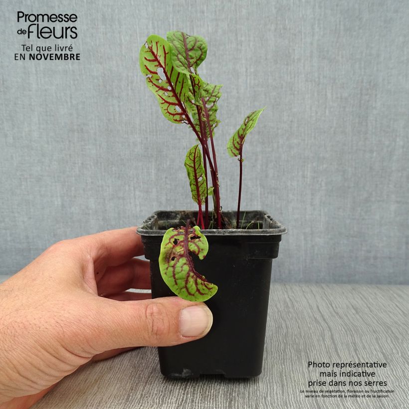 Rumex sanguineus 8/9 cm pot sample as delivered in autumn