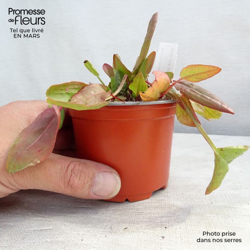 Rumex acetosa 8/9 cm pot sample as delivered in winter