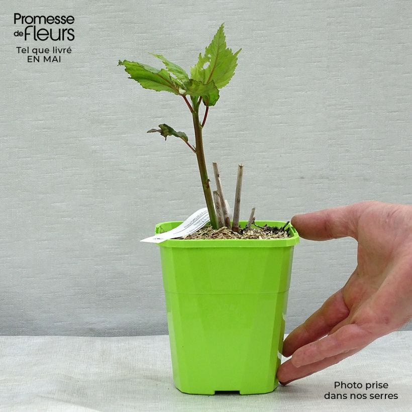 Rumex acetosa 8/9 cm pot sample as delivered in spring